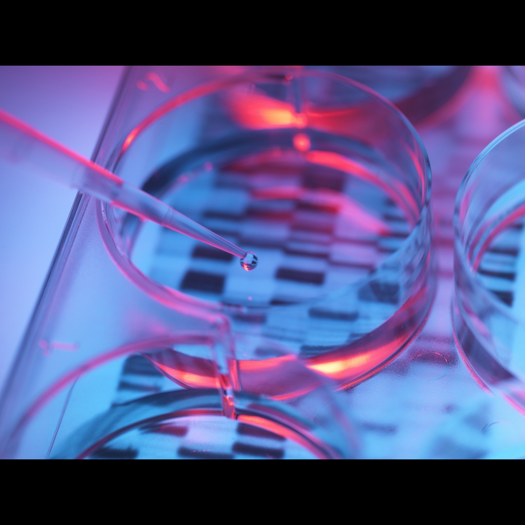 T4 DNA Ligase  Rapid 