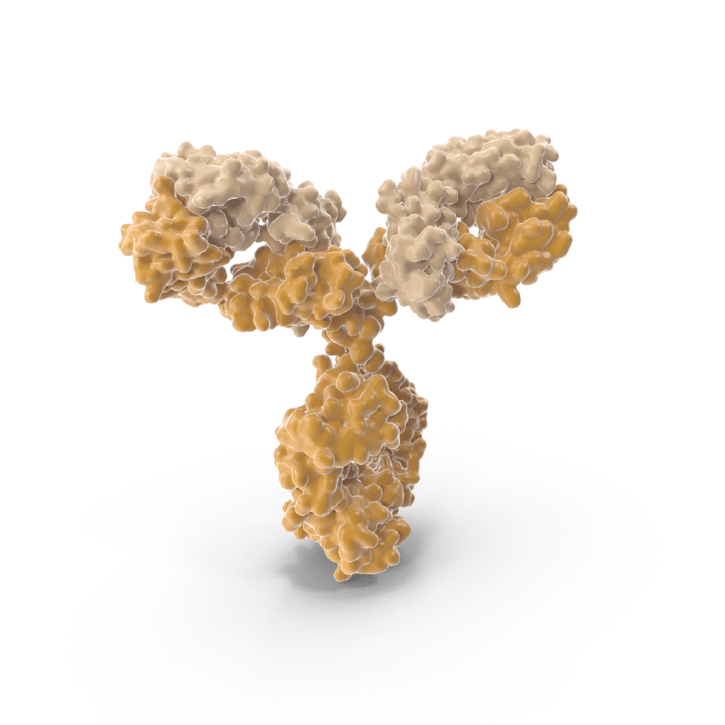 antisize:NP antibody :: Rabbit antisize:H3N2 Pan Influenza A Nucleoprotein Monoclonal Antibody, 0.1 mg