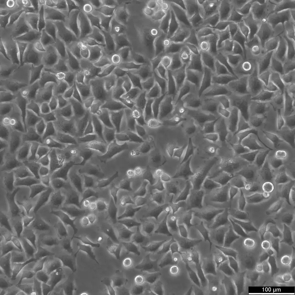 HK Mad2-LAP/H2B-mCherry Cells