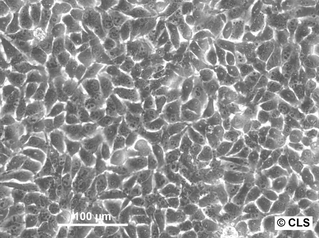 HK EGFP-Cap-D2 Cells
