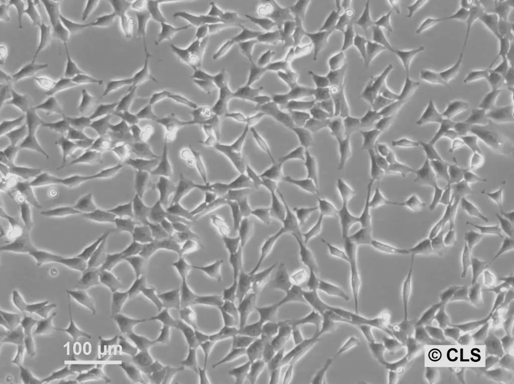 NRK-Pom121-EGFP3 Cells