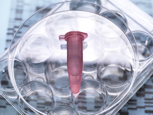 [GEN - BXP2102-NFAT] pHTS-Neo-NFAT