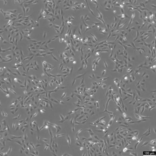 [GEN300444-MA] U2OS-CRISPR-NUP96-SNAP Cells